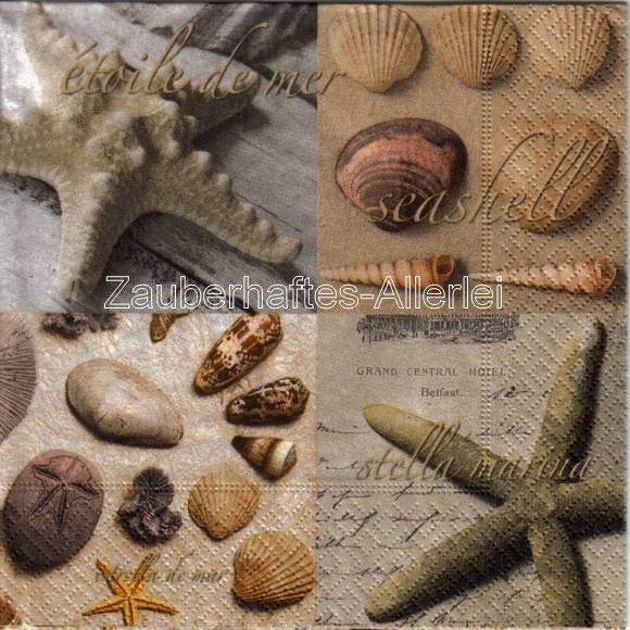 10306 Serviette Collection of shells - Muschelsammlung