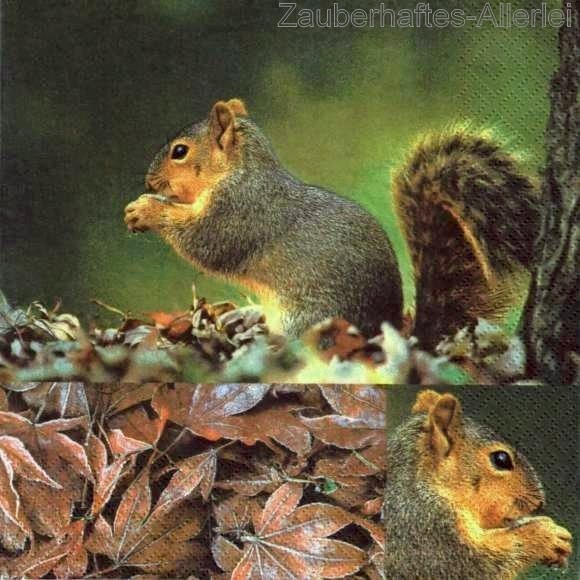 10964 Squirrel - Eichhörnchen