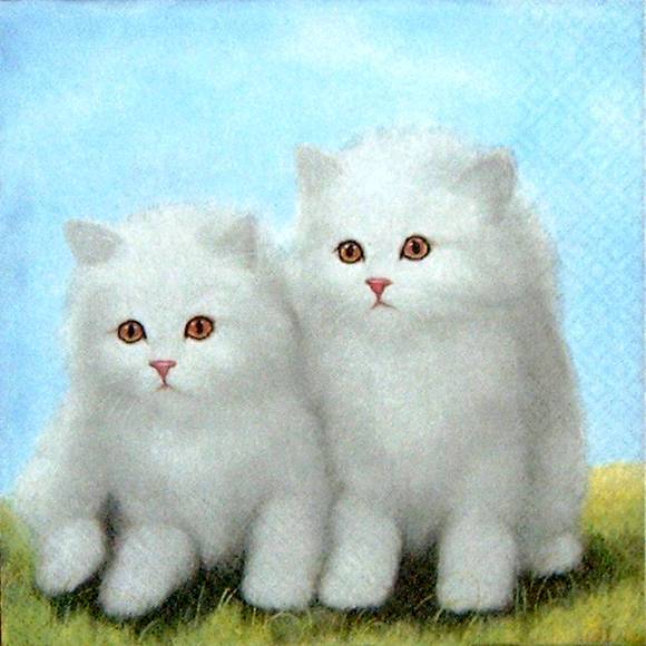 11223 Serviette Zwei weiße Katzen