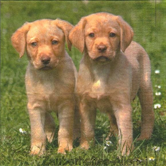 11371 Serviette Two Puppies - Zwei kleine Hunde
