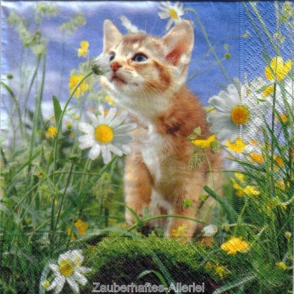 11436 Serviette Katze entdeckt Blumenwiese (Curious Cat)