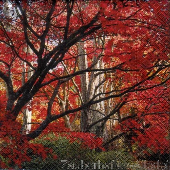 11606 Autumnally - Herbstliche Bäume