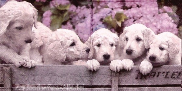 11390 Serviette Little puppies - Junge Hunde