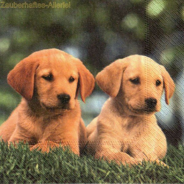 11546 Serviette Twins - zwei junge Hunde